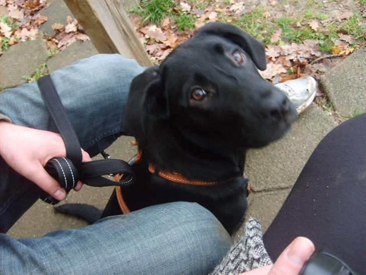 Labrador retriever Molly billede 11