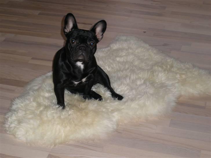 Fransk bulldog Kahlua billede 1