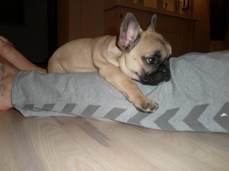 Fransk bulldog Bailey billede 1