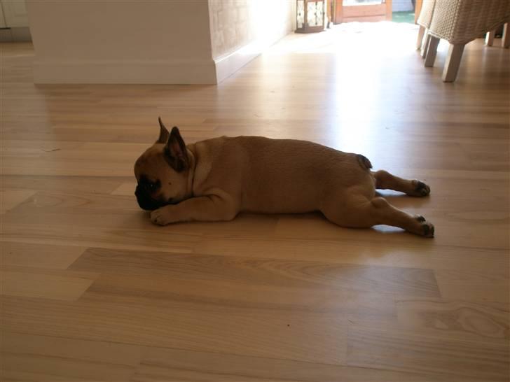 Fransk bulldog Bailey billede 2