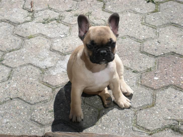 Fransk bulldog Bailey billede 3