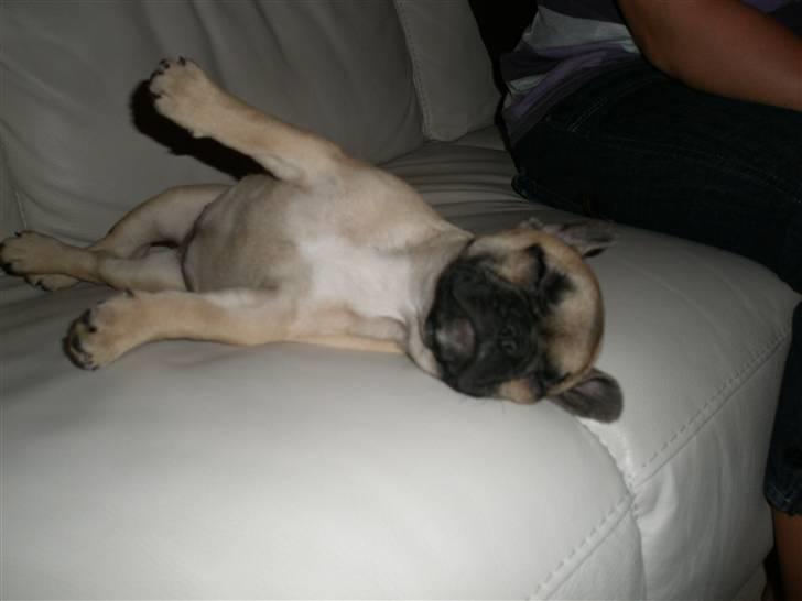 Fransk bulldog Bailey billede 4