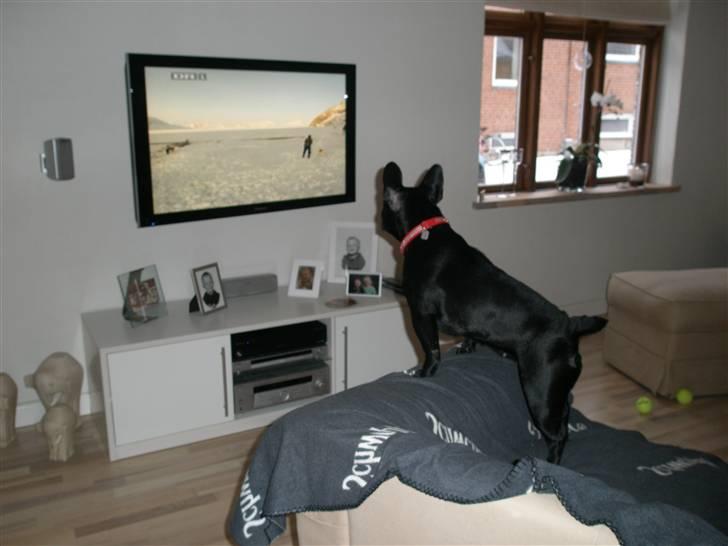 Fransk bulldog Kahlua billede 2