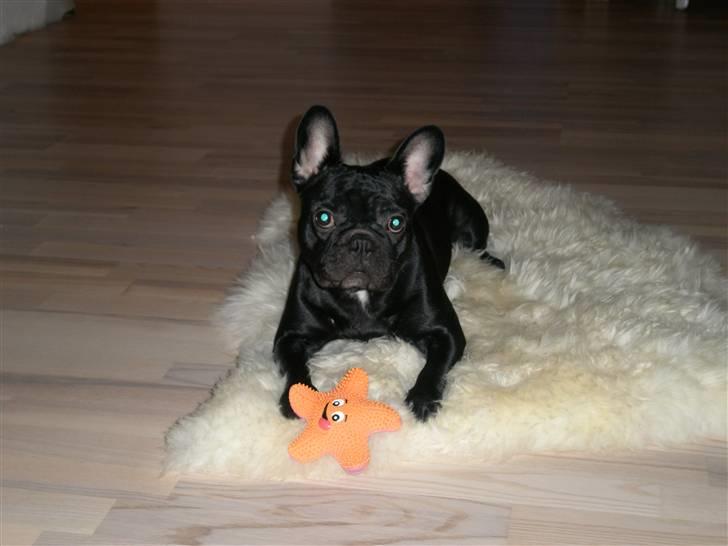 Fransk bulldog Kahlua billede 3