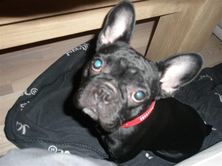 Fransk bulldog Kahlua billede 4