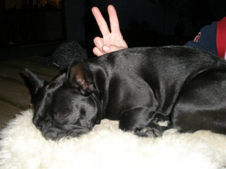 Fransk bulldog Kahlua billede 5