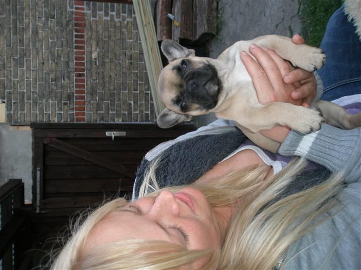 Fransk bulldog Bailey billede 5