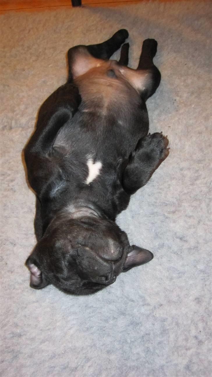 Staffordshire bull terrier Asuki - Dybt go´nat.... billede 19