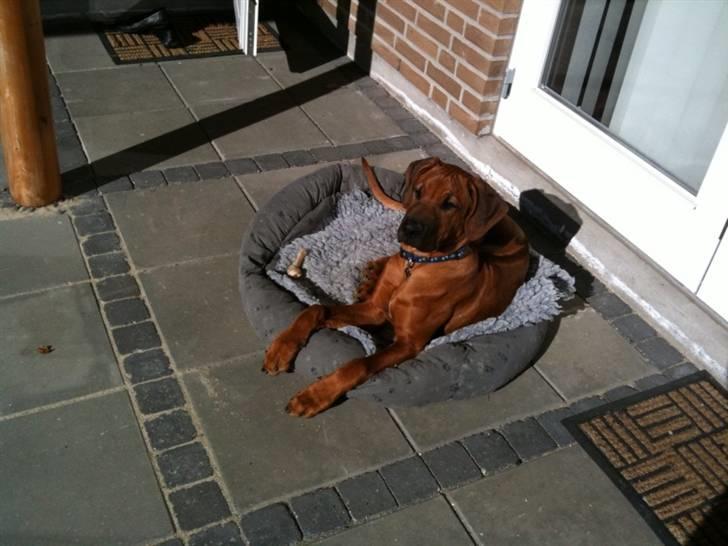 Rhodesian ridgeback Qato - Qato på terassen, elllsker solen billede 7