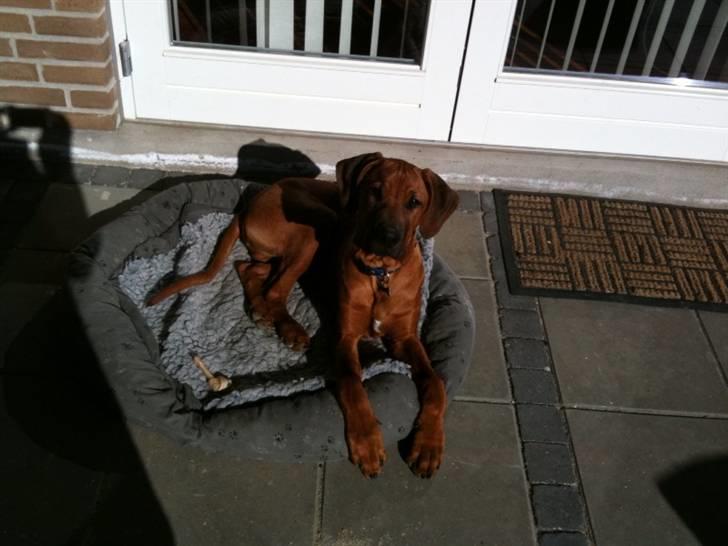 Rhodesian ridgeback Qato - Hvorfor bliver du ved med at tage billeder mor...? billede 8