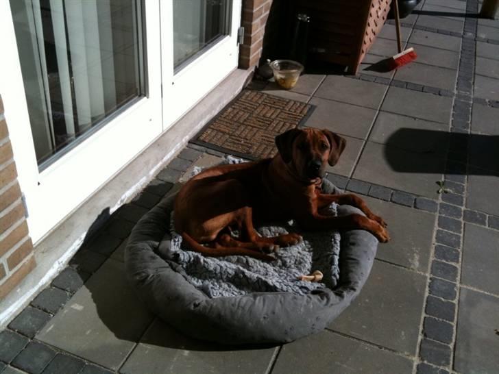 Rhodesian ridgeback Qato - Ummmm dejlig sol billede 9