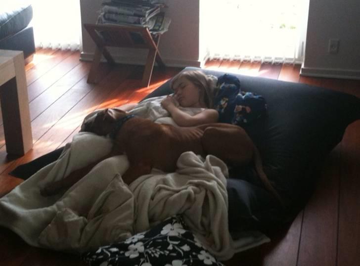 Rhodesian ridgeback Qato - Er træt efter en lang gåtur i Odenses gågader, sådan en søndag er der mange spændende ting at snuse til... billede 10