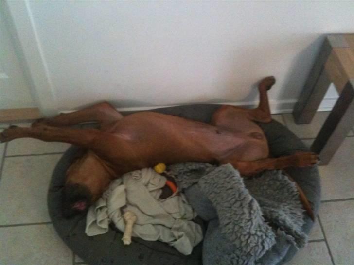 Rhodesian ridgeback Qato - Uha det er dejligt at sove...!!! billede 11