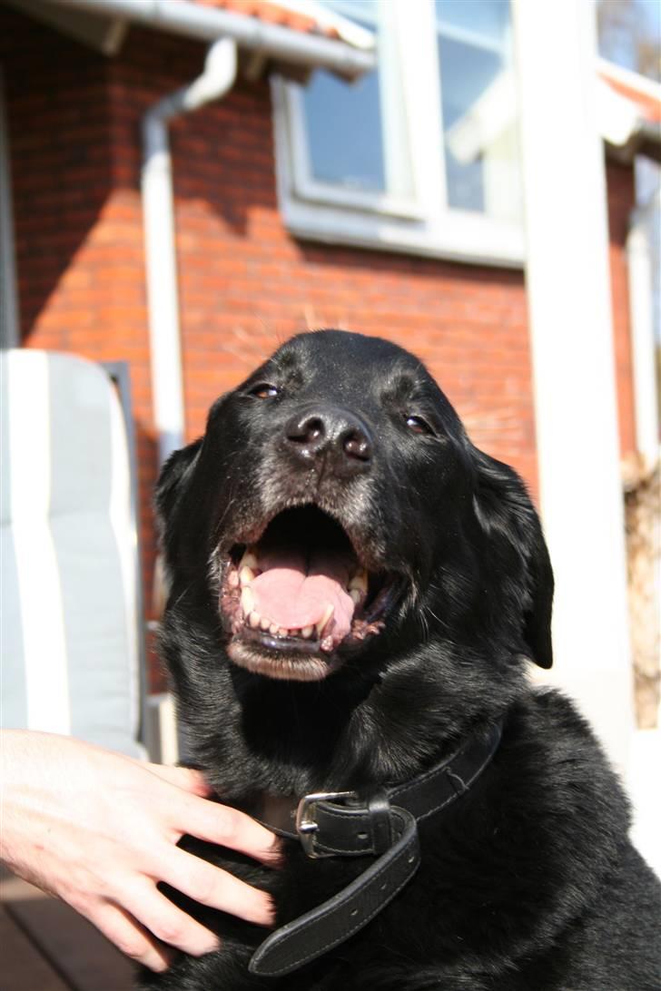 Blanding af racer Valde - 18/4-2010 billede 8