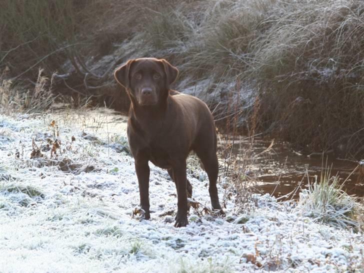 Labrador retriever Knuma Ambisious Akeela  billede 1
