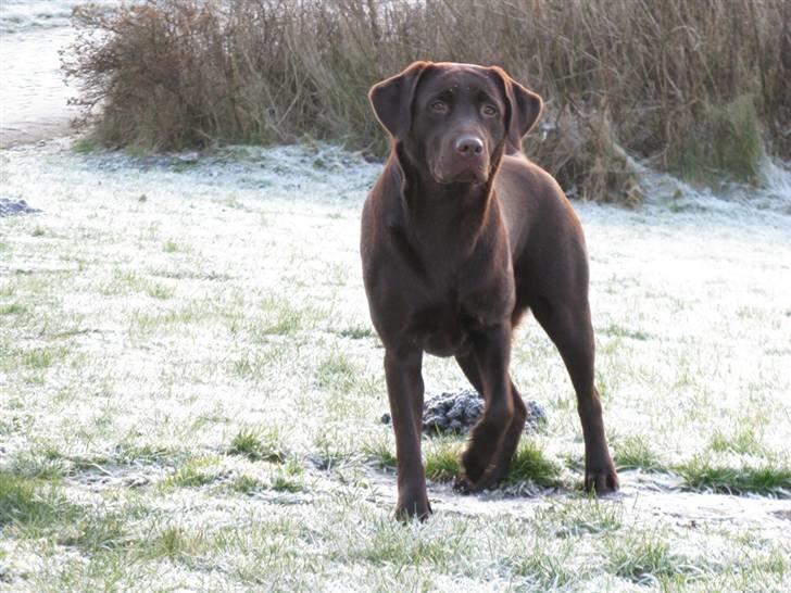 Labrador retriever Knuma Ambisious Akeela  billede 2