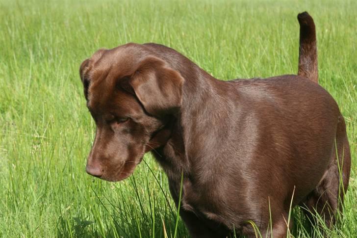 Labrador retriever Knuma Ambisious Akeela  billede 3