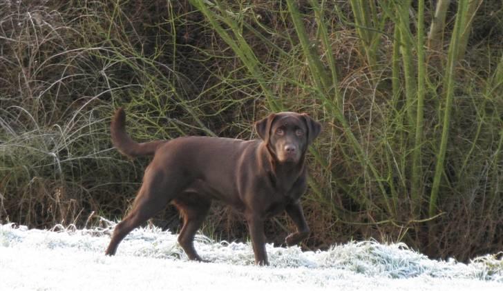 Labrador retriever Knuma Ambisious Akeela  billede 4