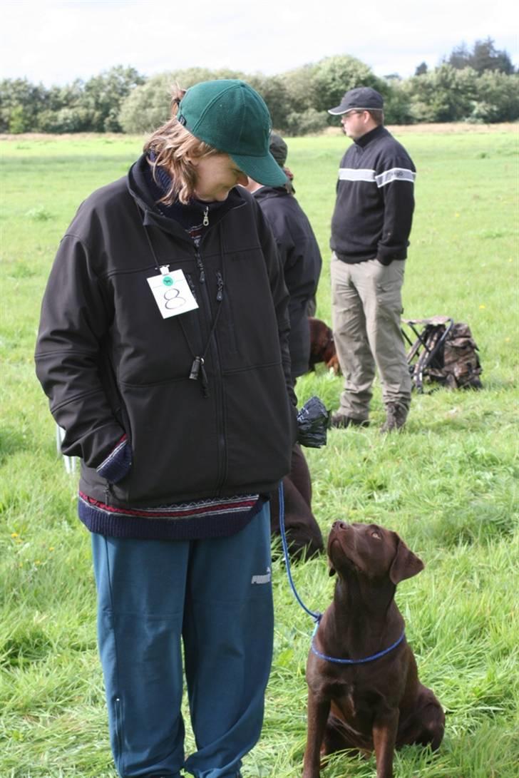 Labrador retriever Knuma Ambisious Akeela  billede 5