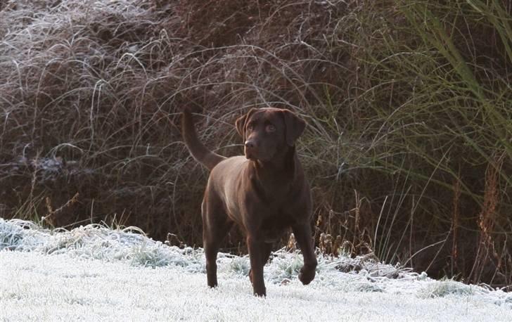 Labrador retriever Knuma Ambisious Akeela  billede 6