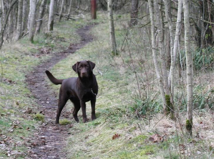 Labrador retriever Knuma Ambisious Akeela  billede 7