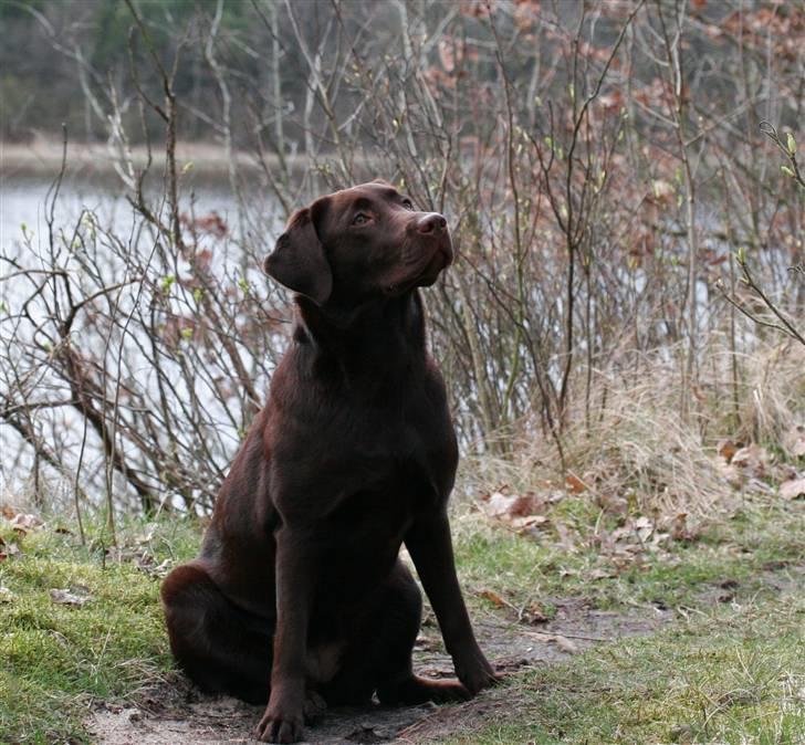Labrador retriever Knuma Ambisious Akeela  billede 8