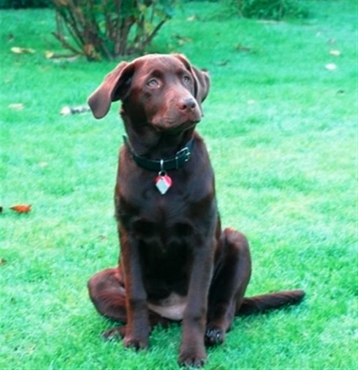 Labrador retriever Knuma Ambisious Akeela  billede 9