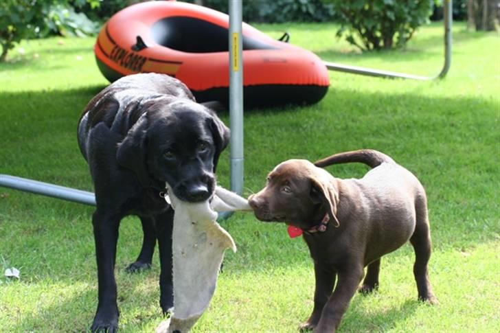 Labrador retriever Knuma Ambisious Akeela  billede 10