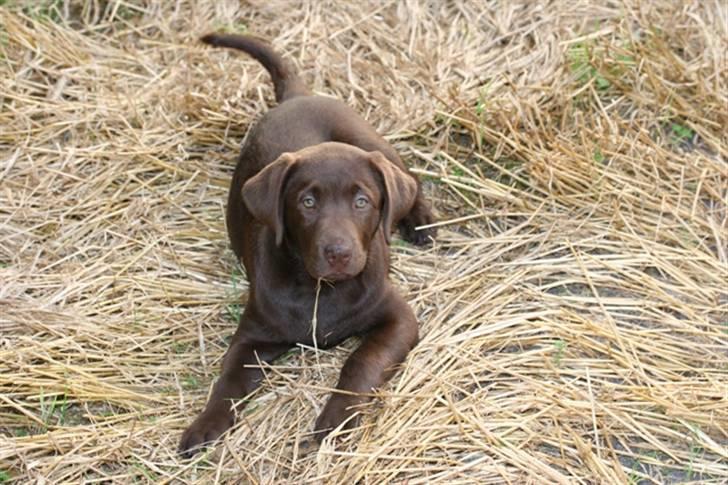 Labrador retriever Knuma Ambisious Akeela  billede 11
