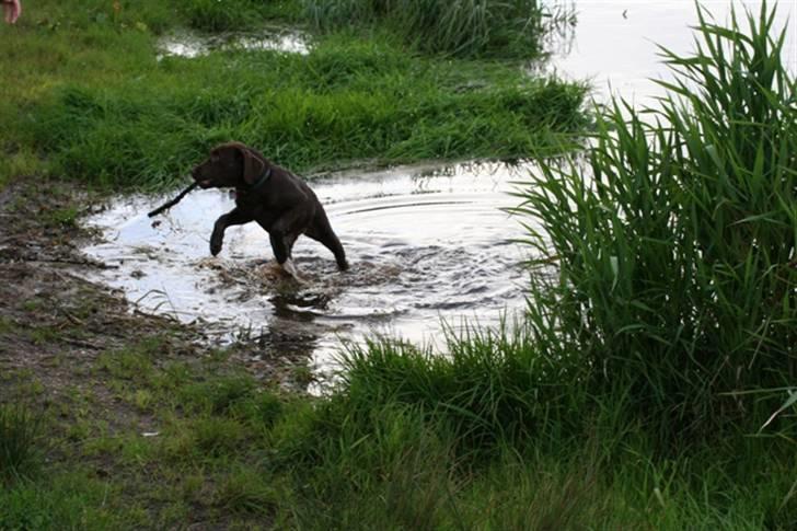 Labrador retriever Knuma Ambisious Akeela  billede 12