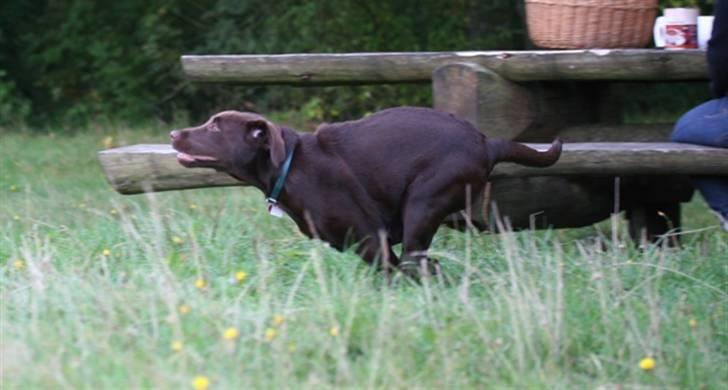 Labrador retriever Knuma Ambisious Akeela  billede 13