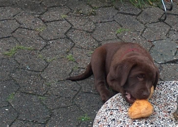 Labrador retriever Knuma Ambisious Akeela  billede 14