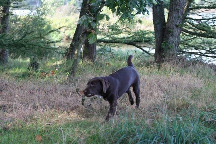 Labrador retriever Knuma Ambisious Akeela  billede 15