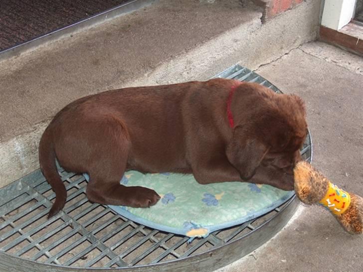 Labrador retriever Knuma Ambisious Akeela  billede 16