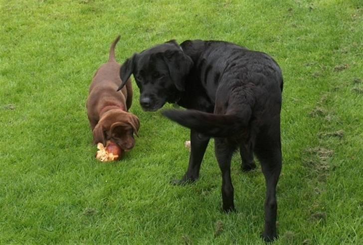 Labrador retriever Knuma Ambisious Akeela  billede 17