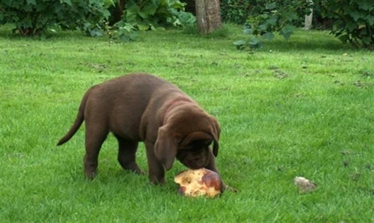 Labrador retriever Knuma Ambisious Akeela  billede 18