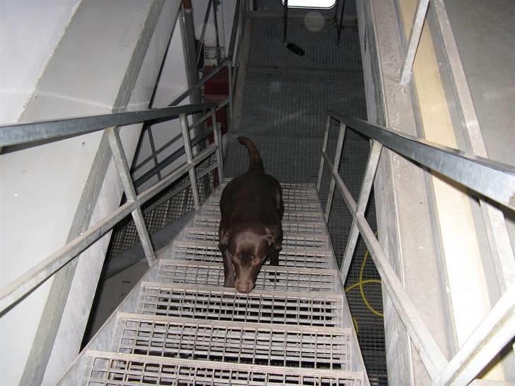 Labrador retriever Knuma Ambisious Akeela  billede 19