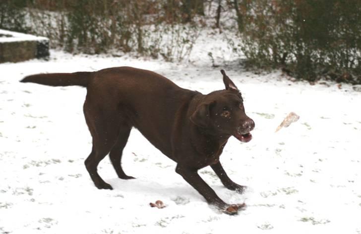 Labrador retriever Knuma Ambisious Akeela  billede 20