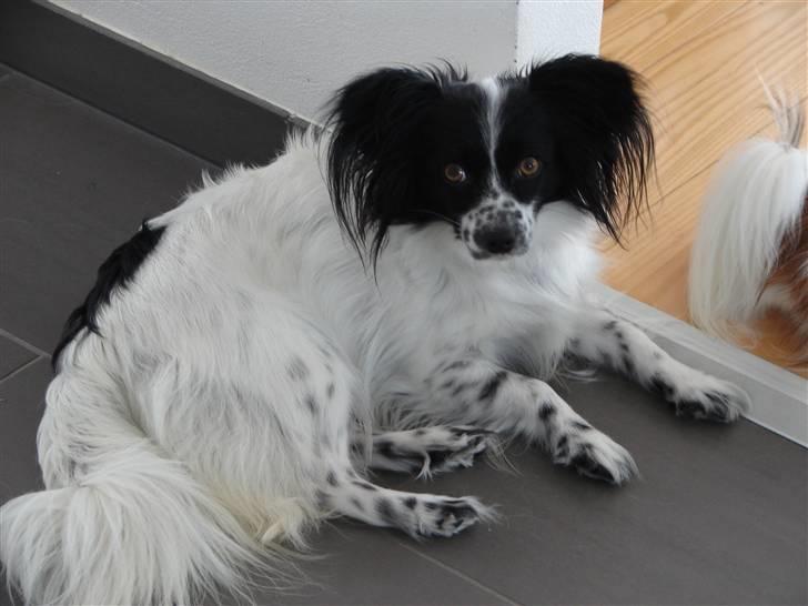 Papillon Sissi billede 1