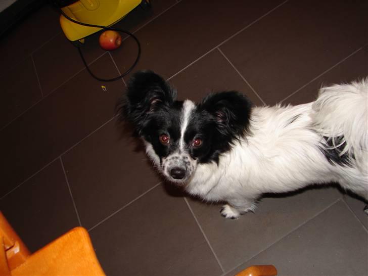 Papillon Sissi billede 2