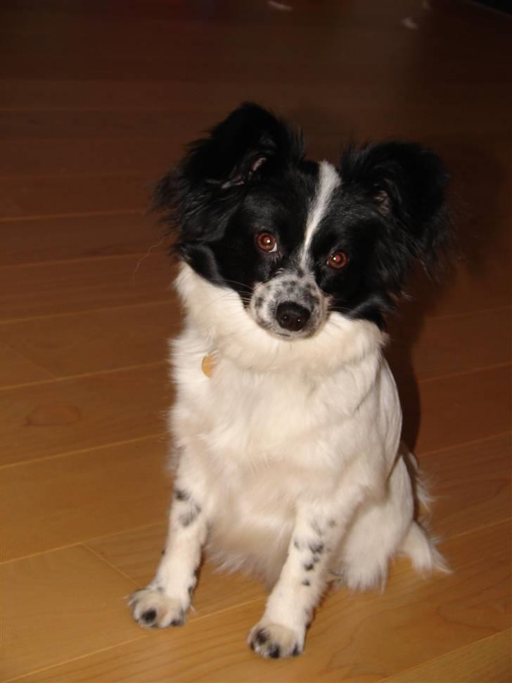 Papillon Sissi billede 3