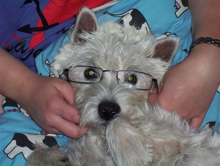 West highland white terrier Abraham Lincoln billede 8