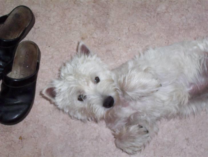 West highland white terrier Abraham Lincoln billede 9