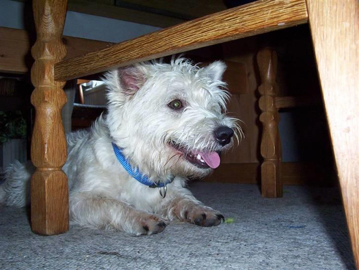 West highland white terrier Abraham Lincoln billede 10