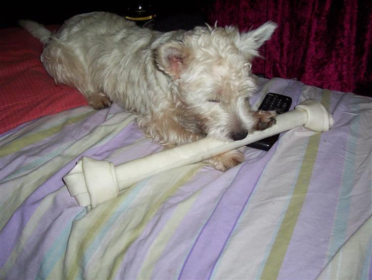 West highland white terrier Abraham Lincoln billede 11