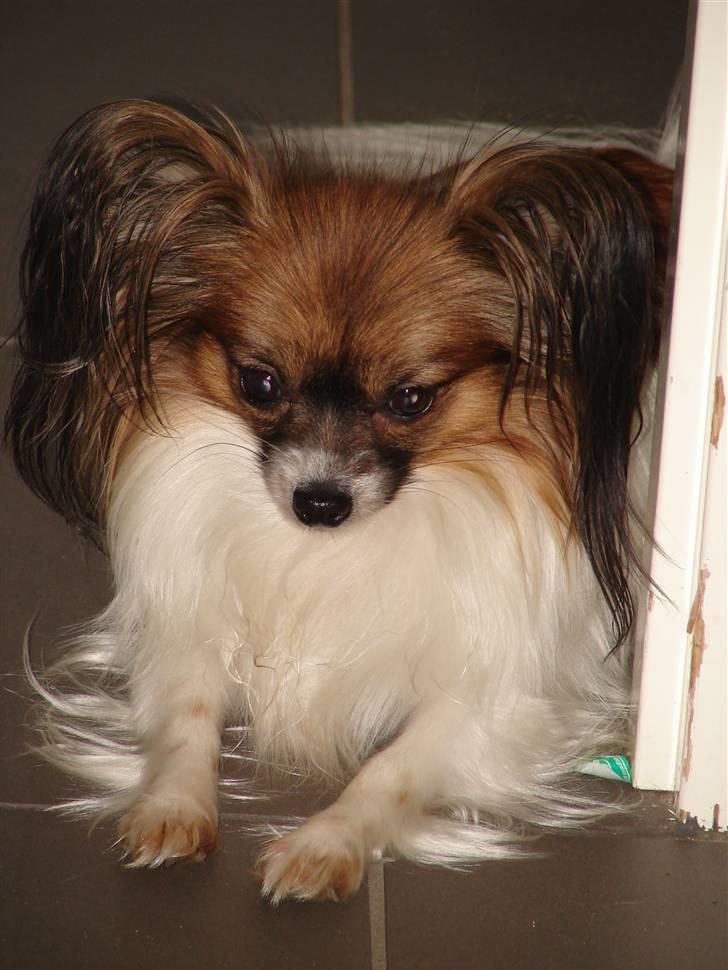 Papillon Milla billede 1