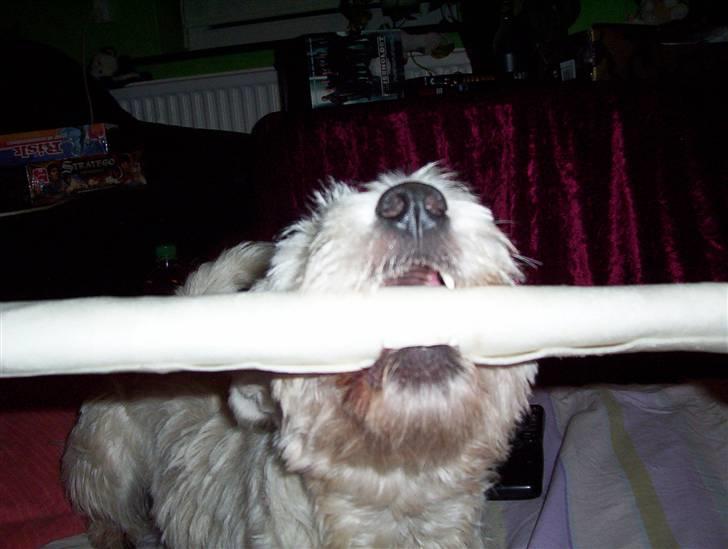 West highland white terrier Abraham Lincoln billede 12