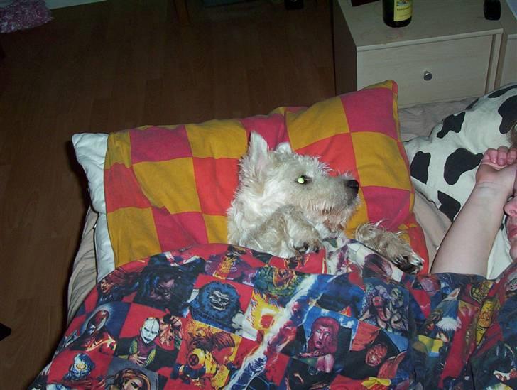 West highland white terrier Abraham Lincoln billede 13