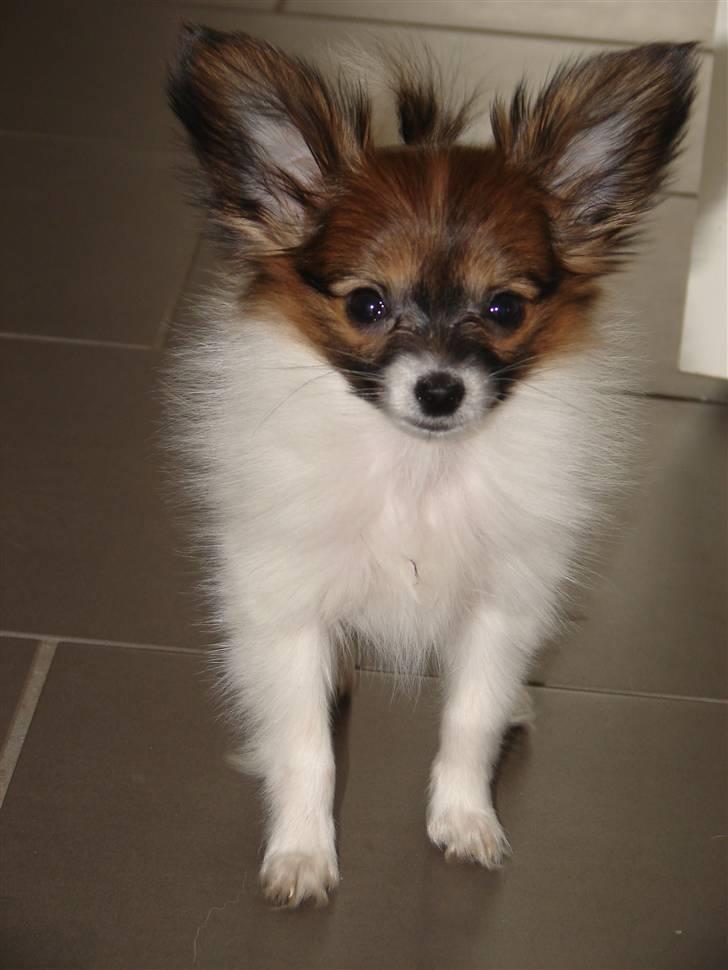 Papillon Milla billede 2