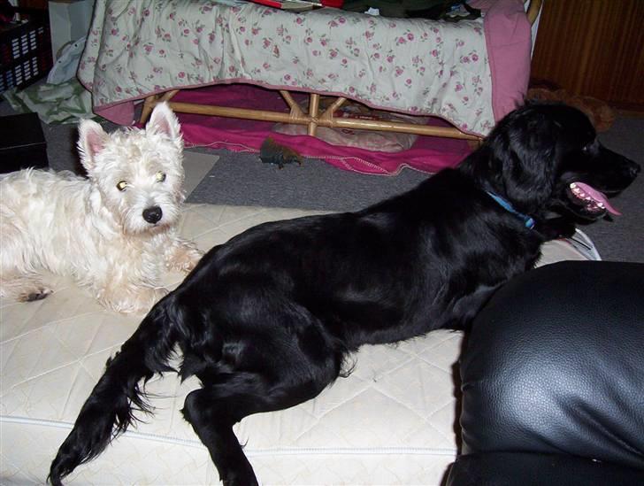 West highland white terrier Abraham Lincoln billede 14